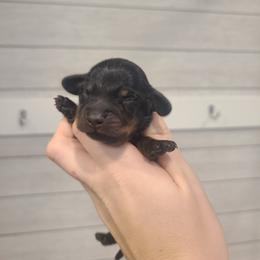 Skittles - Black and tan female Dachshund puppy in Okeechobee, Florida from Far Far Away Dachshunds
