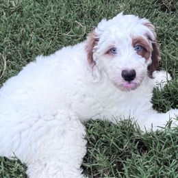 Grey - Cream male Goldendoodle puppy in Nashville, Tennessee from Tumbling Creek GoldenDoodles