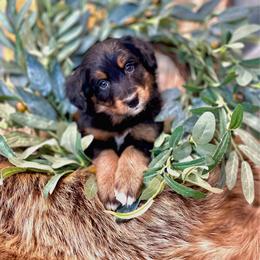 Jafar : Villain from Aladdin - Phantom male Assorted Doodle Crosses puppy in Randolph, Utah from Dry Canyon Pups