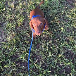 Dachshund Puppies from Mama Mabel’s Stable