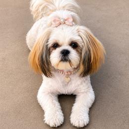 Chica - Shih Tzu