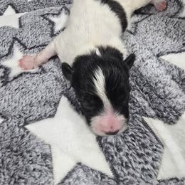 Acorn - White and black male Papillon puppy in Hollister, Missouri from Swan Creek Kennel