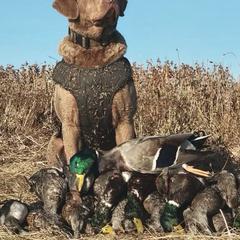 Chesapeake Bay Retriever Puppies from North River Chesapeakes