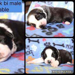 Toad - Black & white male Australian Shepherd puppy in Squaw Valley, California from A&M Australian Shepherds