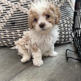 Rafael - White male Cavapoo puppy in Spanish Fork, Utah from Hamann's Cavapoo Puppies