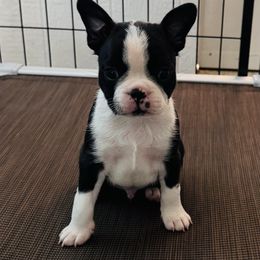 Slugger Puppy 8 - Black brindle and white male Boston Terrier puppy in Paulden, Arizona from Gold Buckle Kennel