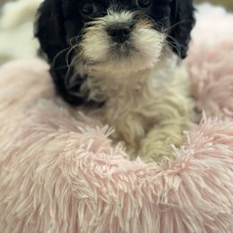 Cavapoo and Shihpoo Puppies from Haus of Doodles