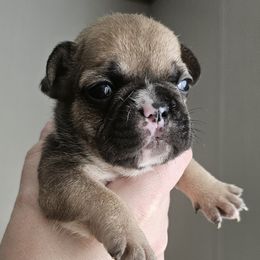 French Bulldog Puppies from Stephanie Jones