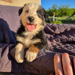 Nastya - Black tri-color female Australian Shepherd puppy in Abilene, Texas from S&K Aussies N' Rotties