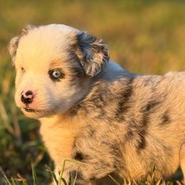 Girl 4 - Blue merle female Miniature Australian Shepherd puppy in Greenville, South Carolina from QC Homestead Miniature Australian Shepherds