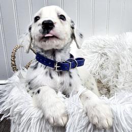 Dark Blue - White and black male Dalmatian puppy in Gray, Georgia from Fuller Spots