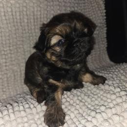 Jack Skellington - Sable male Shih Tzu puppy in Fairview Park, Ohio from Sunshine Shih tzus