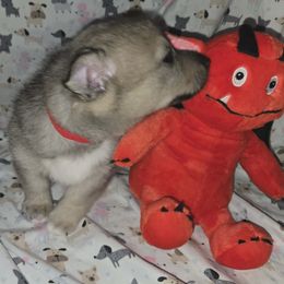Drac - Gray male Swedish Vallhund puppy in Yorktown, Virginia from Skyfyre Swedish Vallhunds