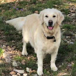 Samara - Golden Retriever