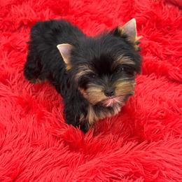 Yorkshire Terrier Puppies from The Royal Yorkie Den LLC