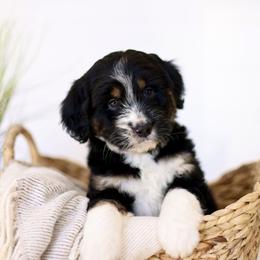 Crumb - male Australian Mountain Doodle puppy in Spanish Fork, Utah from Little Puppy Co.