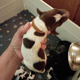 Boy 5 Brown - Liver and white male German Shorthaired Pointer puppy in Riverdale, Michigan from Ninemire Farm