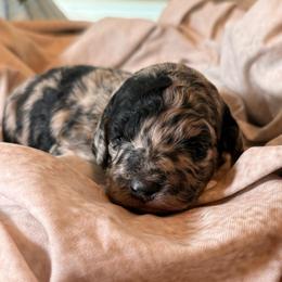 Thelma - Merle female Goldendoodle puppy in Saint Louis, Missouri from Jax Doodles