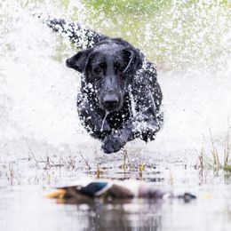 Labrador Retrievers from Seaside Retrievers