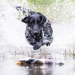Labrador Retrievers from Seaside Retrievers
