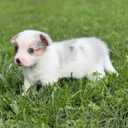 Full Tail 1700 - Blue merle and white female American Corgi puppy in Nashville, Arkansas from Whisenhunt Farms