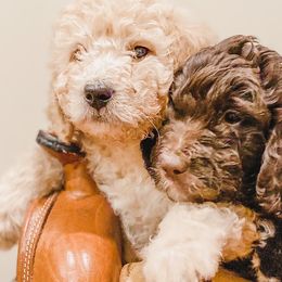 Bernedoodles and Goldendoodles from AweStrunk Farms