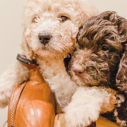 Bernedoodles and Goldendoodles from AweStrunk Farms