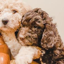 Bernedoodles and Goldendoodles from AweStrunk Farms
