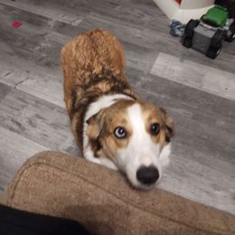 Molly - Pembroke Welsh Corgi