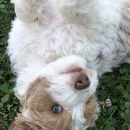 Australian Labradoodle Puppies from Oodles Of Fluffy Doodles