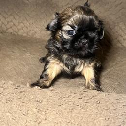 Shih Tzu Puppies from Caroline Mendes