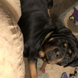 Izzie  - Rottweiler