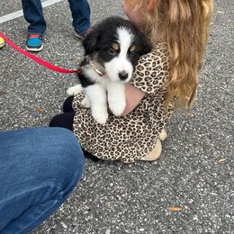 Australian Shepherd Puppies from Southern Sky Aussies