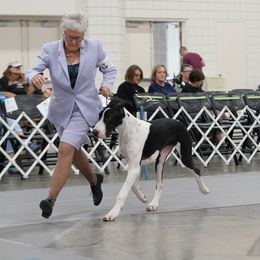 Great Dane All Grown Up from Runa Danes