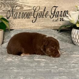 Aurora - White and red female Border Collie puppy in Moody, Texas from Narrow Gate Farm