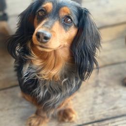 Oakley - Dapple female Dachshund puppy in Duncan, Arizona from Bootheel Doxies & Poms