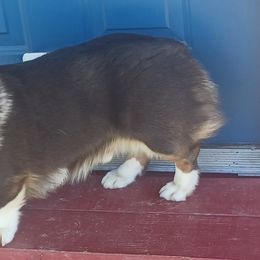 Booberry - Pembroke Welsh Corgi