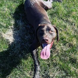 German Shorthaired Pointers from Pearly Gates Pointers
