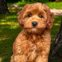 Nola - Red female Cavapoo puppy in Tucson, Arizona from Adored Poodle & Doodles