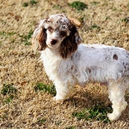 Sepia - Cockapoo