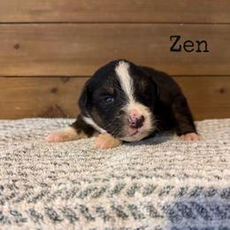 Zen - Black tri-color male Australian Shepherd puppy in Kearney, Nebraska from Helix Aussies