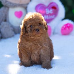 Nala - Red  female Poodle puppy in Fort Myers, Florida from Blossom Paws