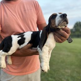 Male5 - Black tan and white male Basset Hound puppy in Hudson, Michigan from Bachman’s Kennel