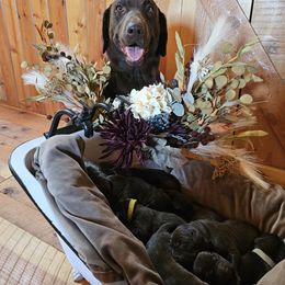 Boy 1 - male Labrador Retriever puppy in Helena, Montana from Whistling Wings Retrievers, LLC.