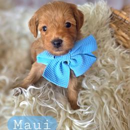 Maui - male Cavapoochon puppy in Bullard, Texas from Cavapoochon Central LLC