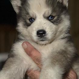 Girl 5 - Black and white female Siberian Husky puppy in Semmes, Alabama from K & R Huskies