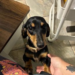 Nymeria - Dachshund