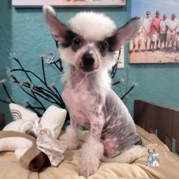 Chinese Crested Puppies from Crestie Charm Cottage