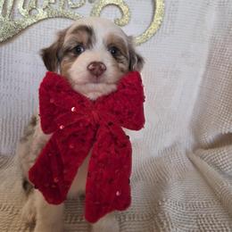 Grinch, red merle boy - Red merle male Aussiedoodle puppy in Lexington, Oklahoma from Long Doggy Acres Miniature Dachshunds