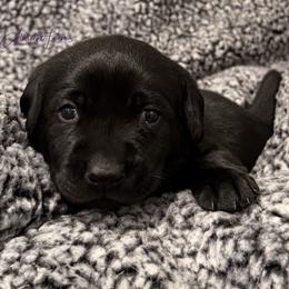 Red Boy - Black male Labrador Retriever puppy in Colorado from Albrecht Farms Labrador Retrievers